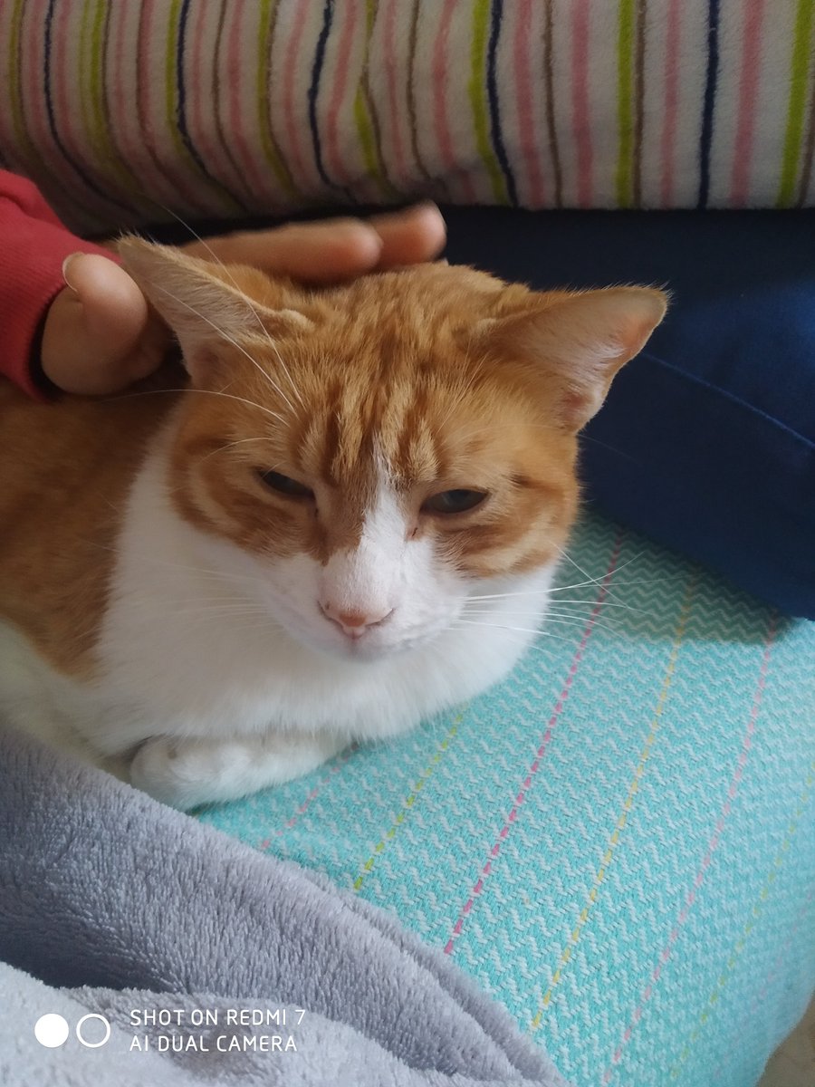 VichMoll's tweet photo. Con nuestro gato llamado Gordito, esperando que salga el Gordo! #LoteriaRTVE https://t.co/CtTdR8D89O