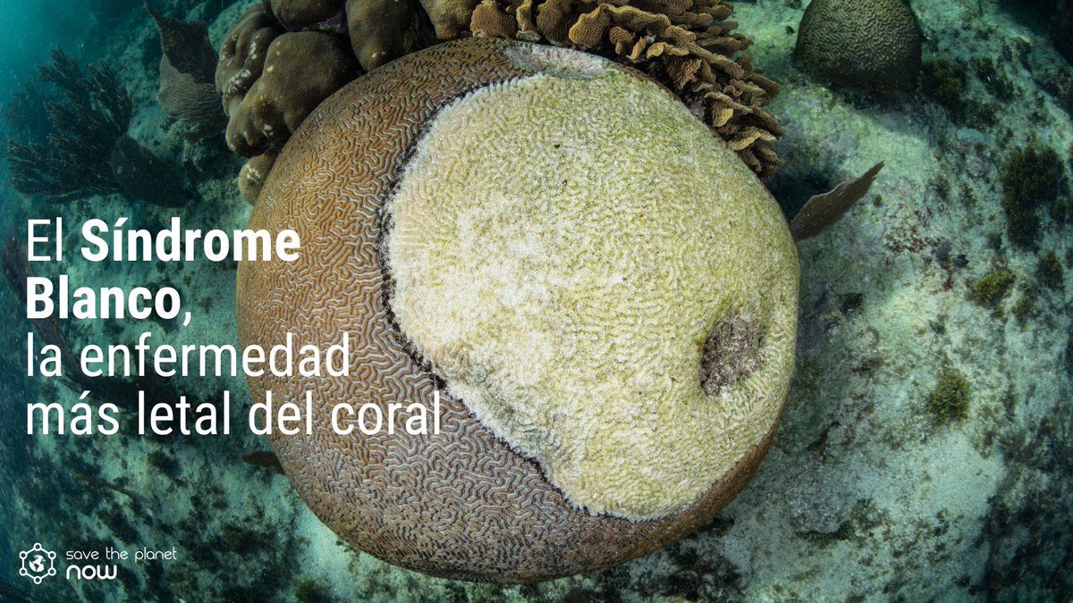 saveplanet_now's tweet photo. Esta enfermedad tiene al borde de la extinción a una especie y ha matado a miles de colonias de corales ⚠️

Desde STPN puedes contribuir a evitar su extinción ¿cómo hacerlo? apoyando el proyecto el “Arca de Noé” 🌊  conoce más 👉  https://t.co/Fgmk47sHQB https://t.co/XxkdztUutJ