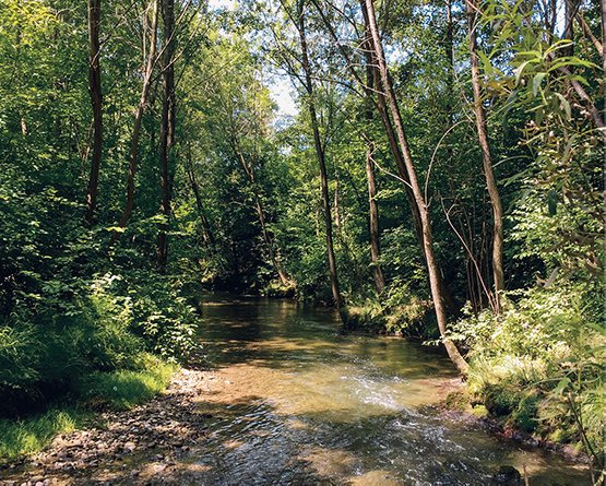 Naturnahe Gewässer sind fitter für den #Klimawandel. Hilfreich sind namentlich Schatten spendende Ufergehölze.
bafu.admin.ch/magazin2020-4-…