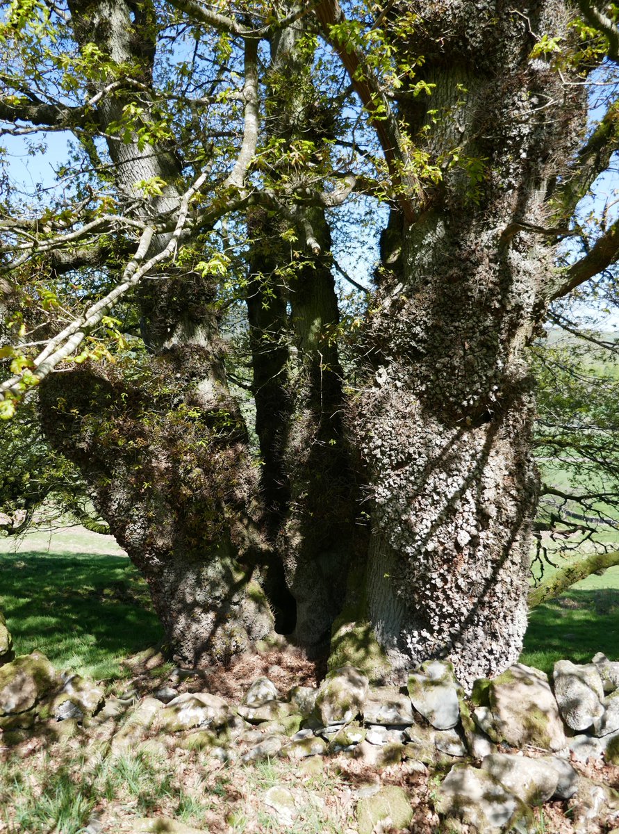 A lovely old oak photographed back in May. 🦇🦉🐞🌳 #thicktrunktuesday