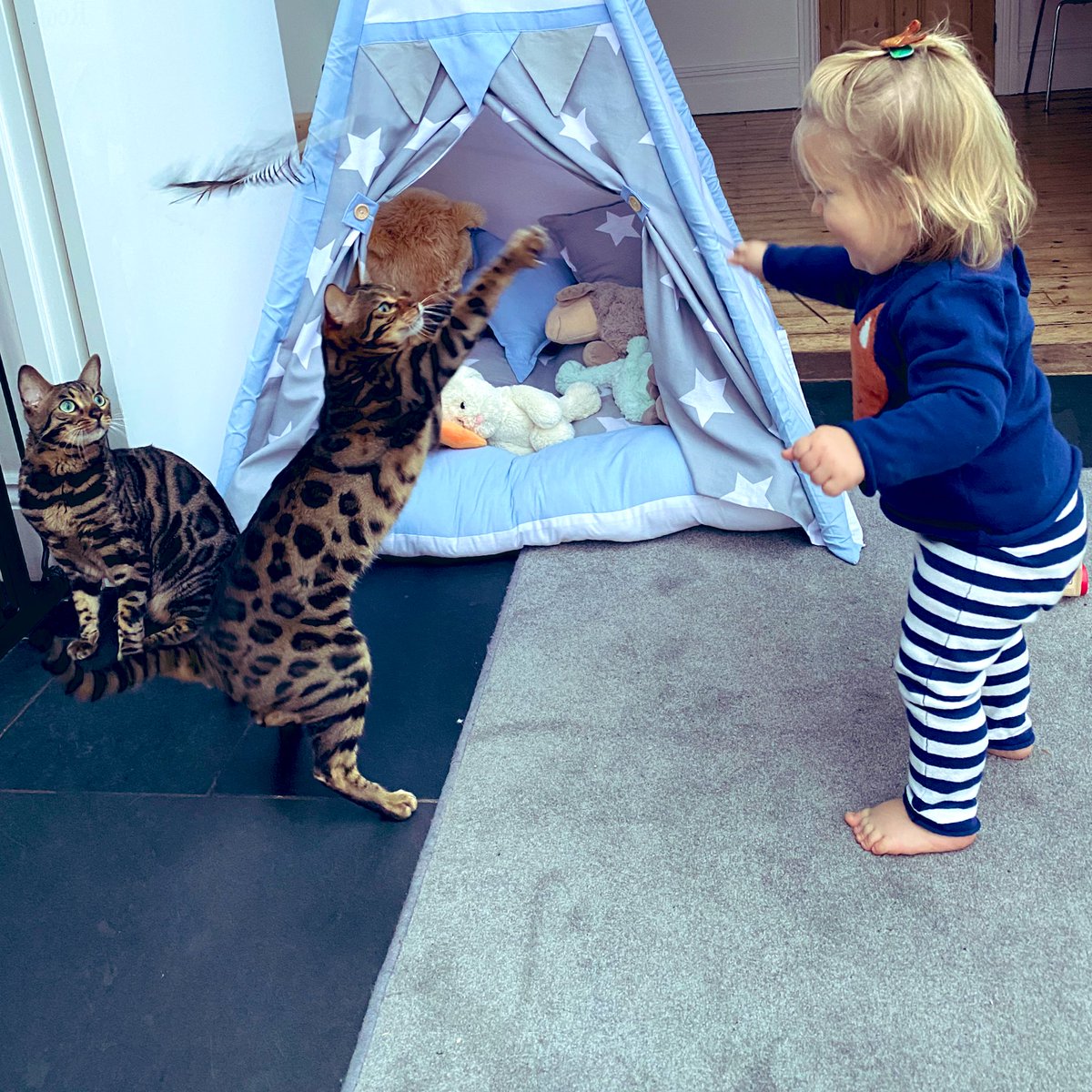 BengalWilma's tweet photo. We have trained the #minihuman well 😹🐾❣️ #Catgames #FamilyFun #ChaseTheFeather #LittleFrank #GorgeousWilma https://t.co/G2BVwCQGQd