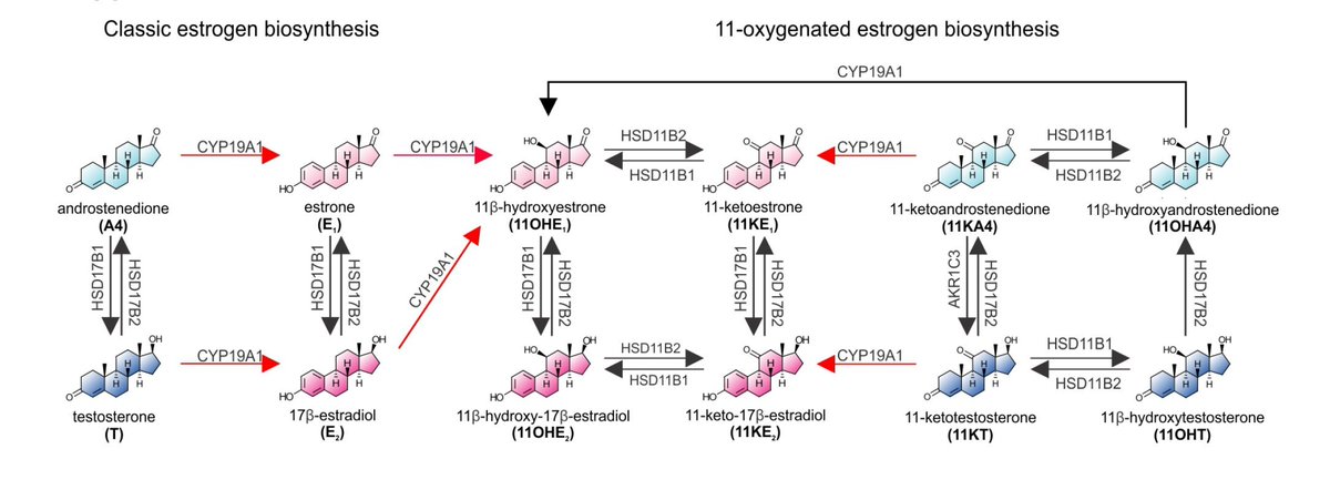 Can 11-oxygenated androgens be aromatized? Find out below. Great collaboration between @scienceSUN and @WiebkeArlt @DrPaulFoster @SchifferLina @J_Tamblyn from @IMSR_UoB academic.oup.com/endo/advance-a…