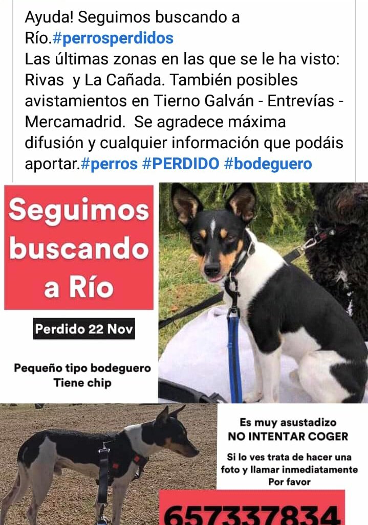 cicatrices___'s tweet photo. SEGUIMOS BUSCANDO A RÍO !! Rt
#perrosperdidos #perro #PERDIDO #bodeguero #SalvemosLas2Vidas #Madrid #Madrid360 https://t.co/XvjngAoEw8
