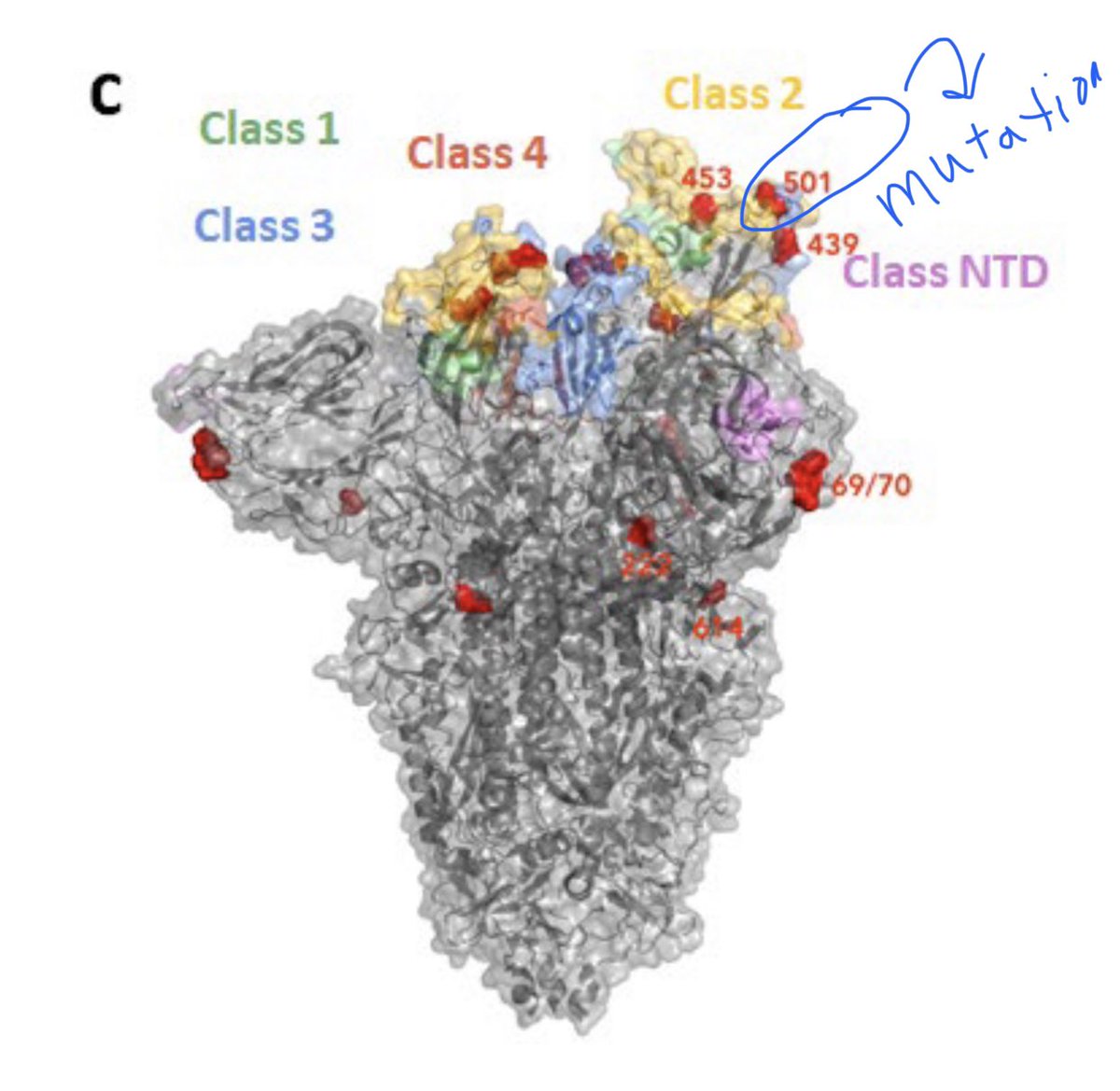 5) one mutation creates an amino acid change at 501, which lies within the critical RECEPTOR BINDING DOMAIN (ie the “docking sites” on the spike to human receptor). Look  in 3D where the damn N501Y mutation is—right *inside a docking site*! Functional mutation? Unclear yet.