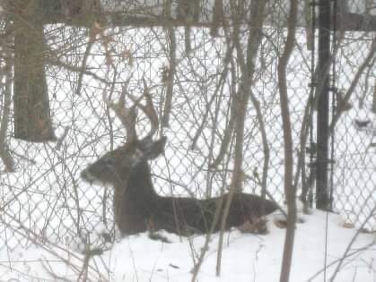 garyroscott's tweet photo. Rudolph, resting on my back lot. He has a big night ahead. Merry Christmas! #RudolphTheRedNosedReindeer #Rudolph https://t.co/YqUzbQiqsp