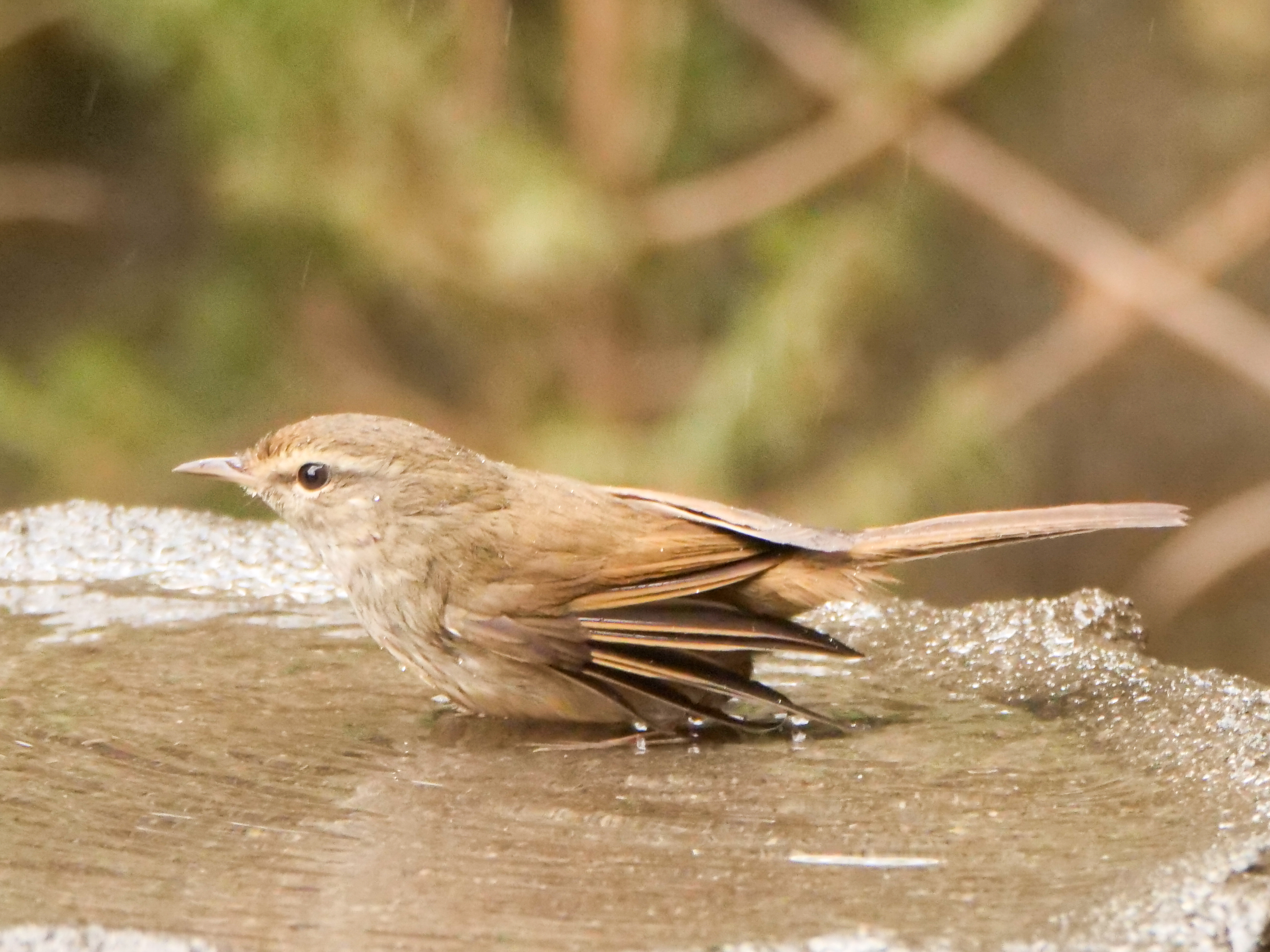 どんちゃん 幸せは青天井 スズメに似てるけどジャッジャッと鳴く声に見れば なんとかムシクイ と思ったけど 尾羽が長いなー 鳴き声 脚の色でウグイス みたい 多分 ジャッジャッは笹鳴きっていうんですね 初めて認識しました W 英語の名前が