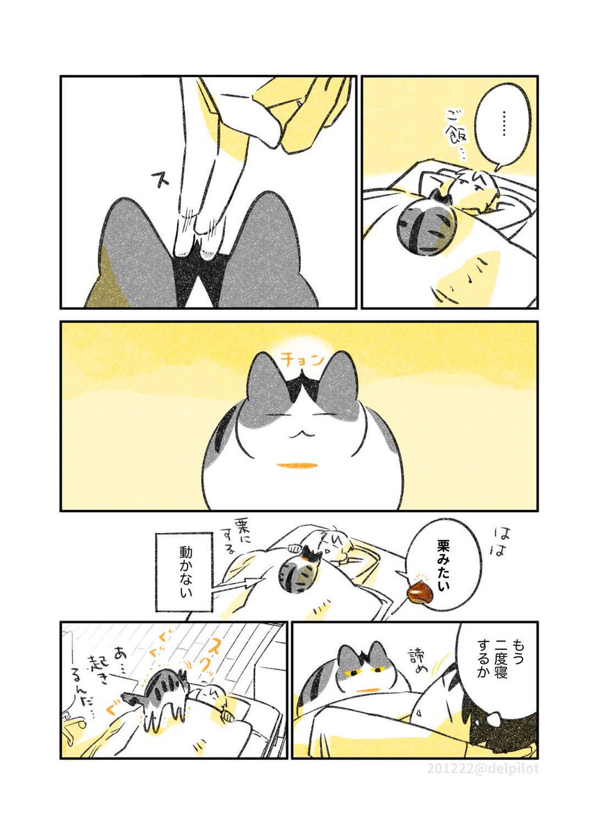 起きない猫 