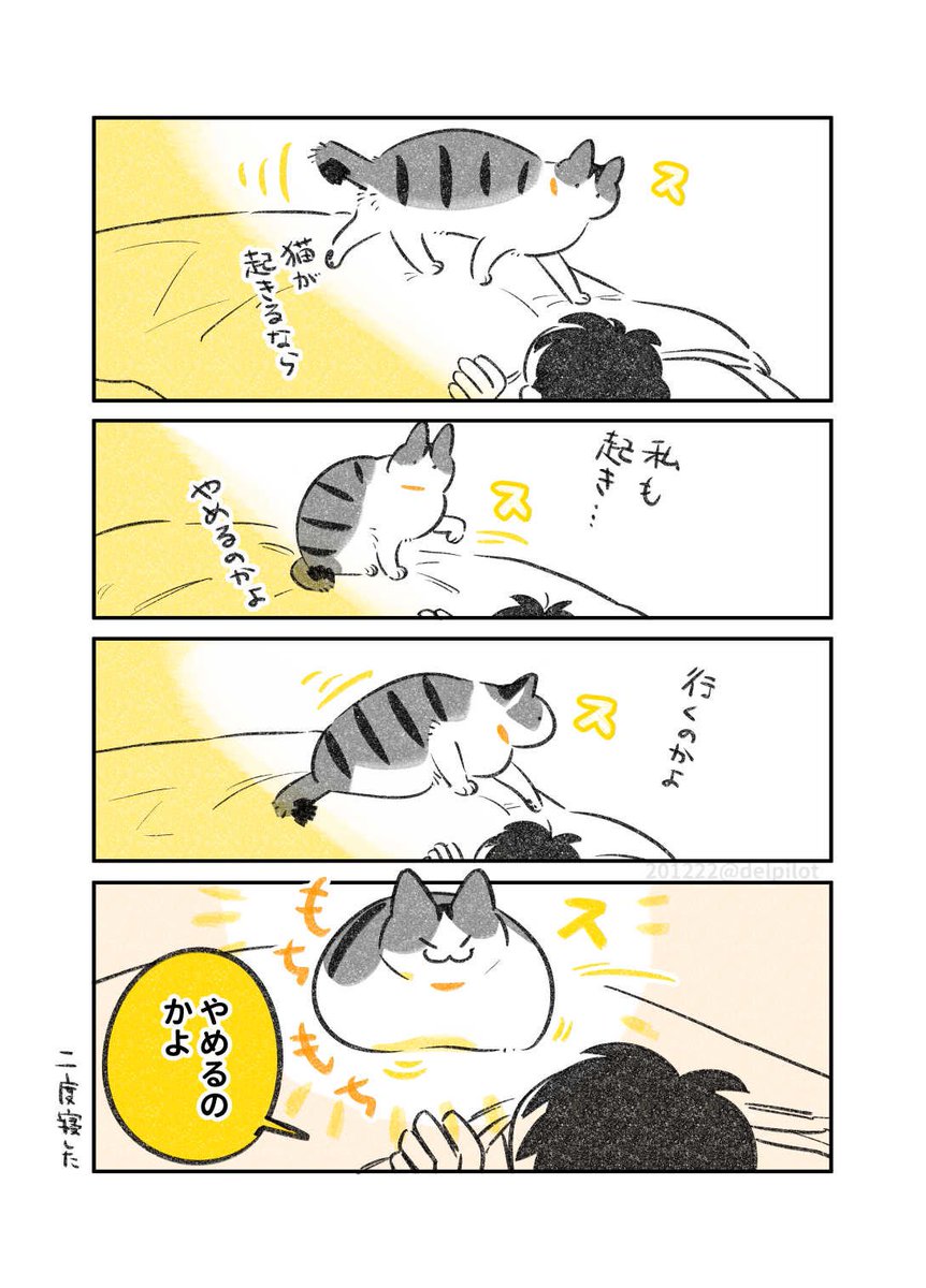 起きない猫 