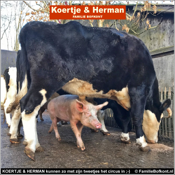 FamilieBofkont's tweet photo. Dinsdag 22 december 2020
BAAS BOVEN BAAS
'Zo groot Koertje al is, toch kan hij nog steeds onder Herman doorlopen. Kun je nagaan hoe groot Herman is :-).'
LEES
https://t.co/eYtPyH2WTG
#ossen #varkens https://t.co/8P2O5p0T6S