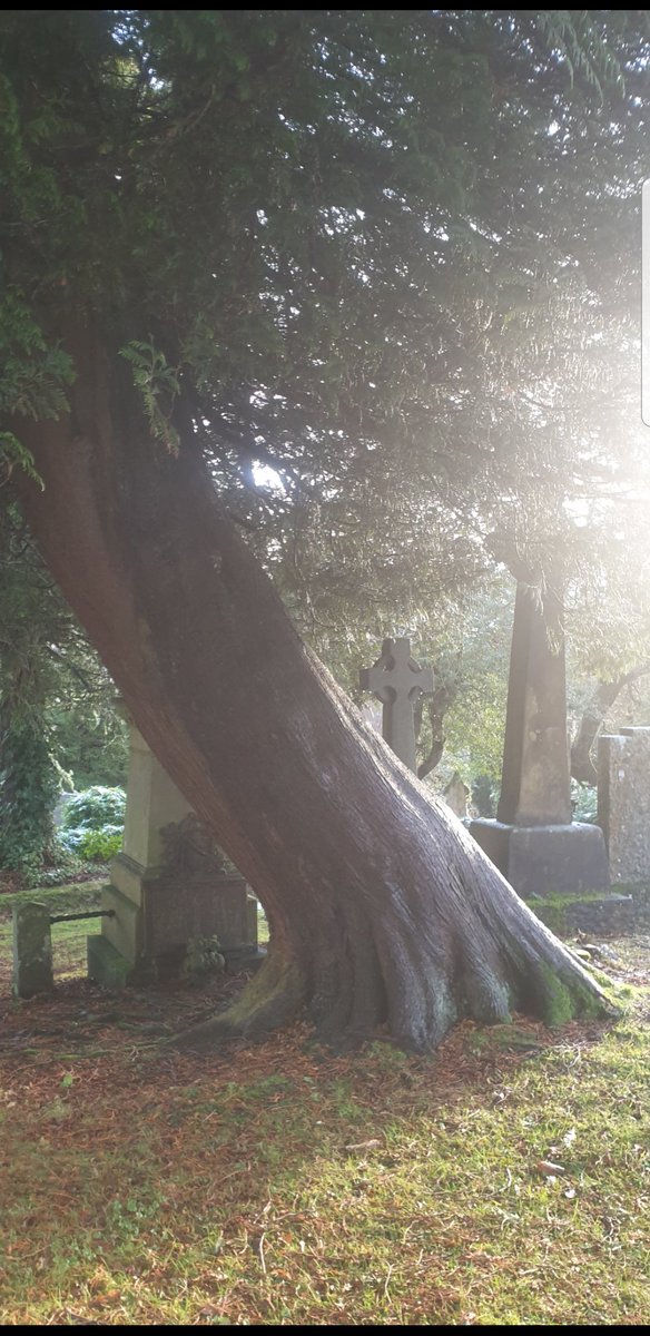 TheCemetress's tweet photo. Good Morning #thicktrunktuesday 
#CemeteryTree 
#TreeHeroes 
#Winter
⚰🌲✌🏽🖤 https://t.co/2T9FPqunJD