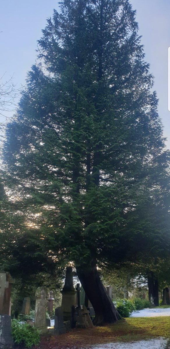 TheCemetress's tweet photo. Good Morning #thicktrunktuesday 
#CemeteryTree 
#TreeHeroes 
#Winter
⚰🌲✌🏽🖤 https://t.co/2T9FPqunJD