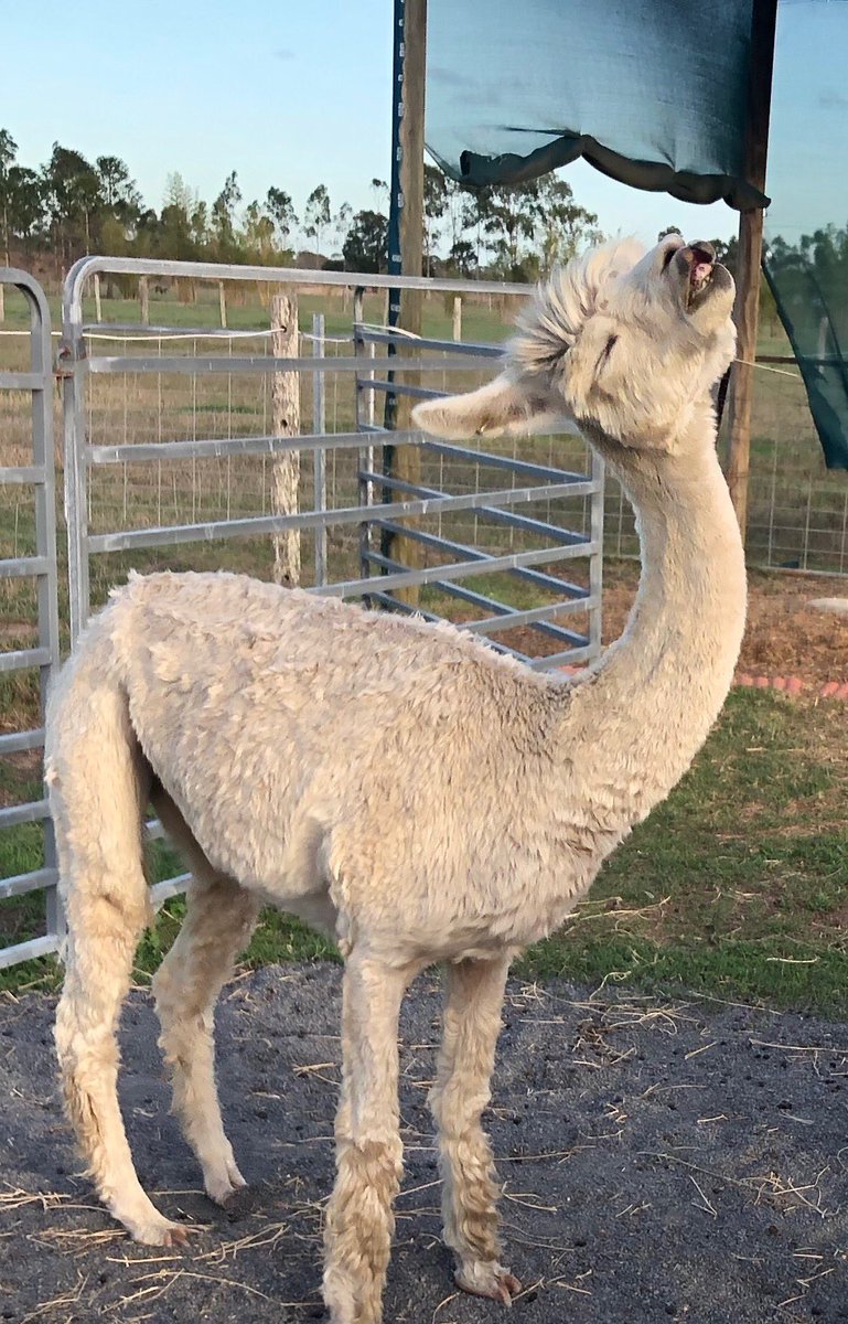 AlpacaGrouchy's tweet photo. Doing a super necky stretch to limber up for Chrissy parties 🥳😎🤘🥰 #GrouchyAlpacas #Alpacastan #partaaaay 🍾🥂🍻🥳💝 https://t.co/DRhkDutEvh