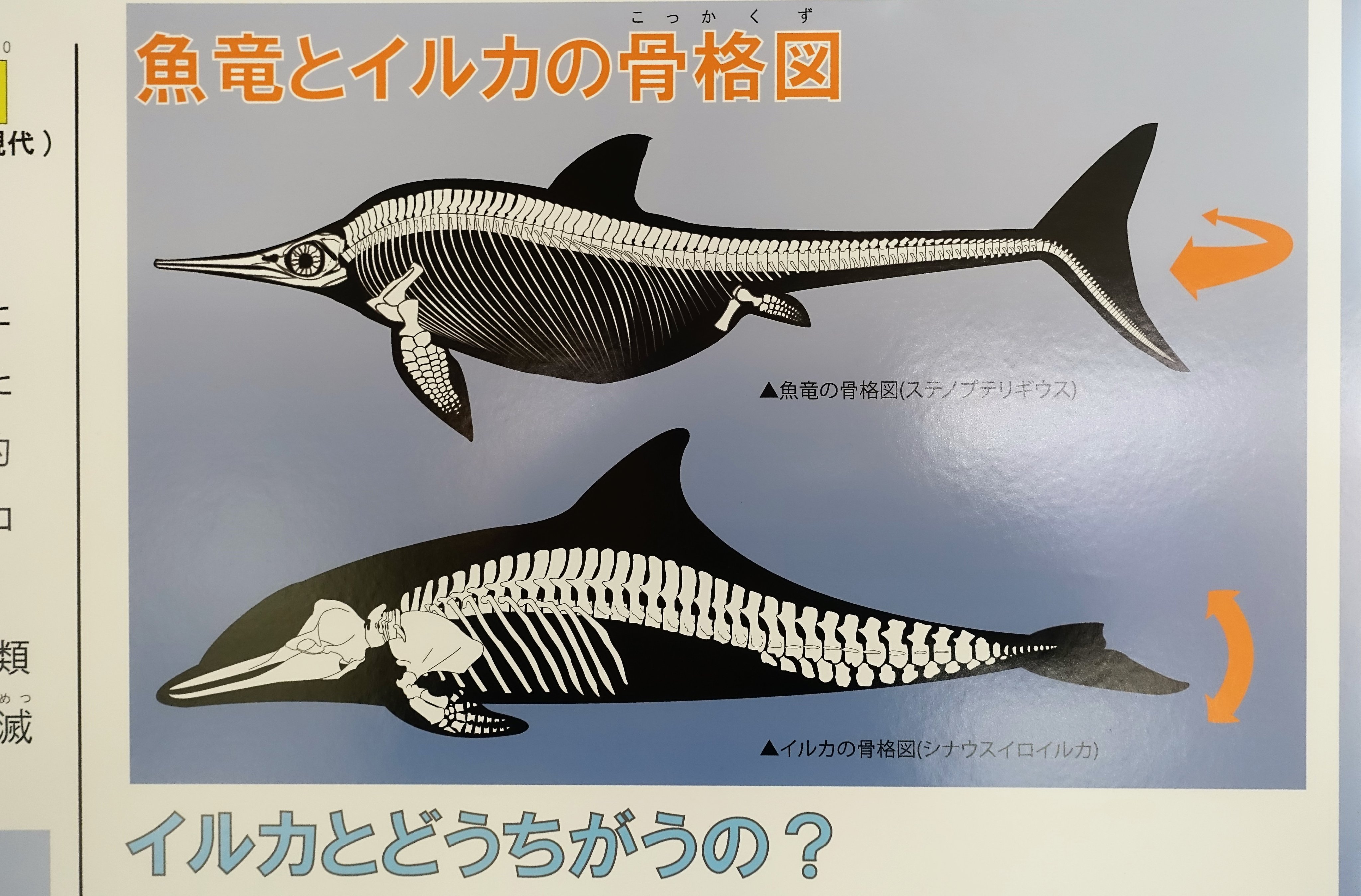 イルカ 骨