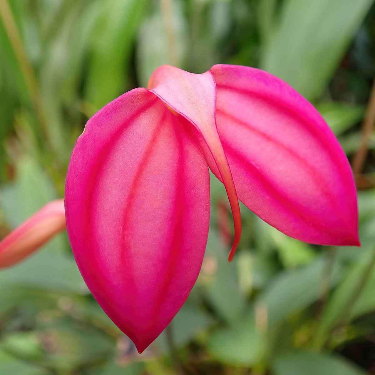 GroRaOrchideen's tweet photo. Masdevallia ignea „Pink“ 🌸❤️
.
.
.
.
.
#grossraeschenerorchideen #orchideen #orchids #orchideenliebe #masdevallia #orchidlover https://t.co/bopKsYOjar