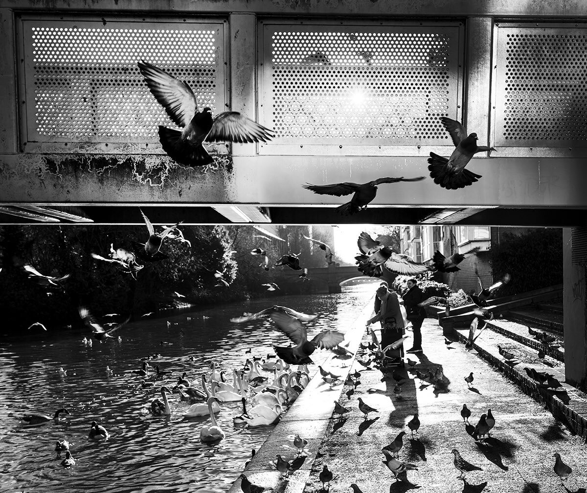 mikespencerpics's tweet photo. Bird feeders!!
Loads of waterbirds and Feral Pigeons gather near West Bridge, Leicester ready for the locals to turn up with food - and me with my camera!!
@bbcemt
@BBCLeicester
@Natures_Voice
@CanalRiverTrust
#ThePhotoHour
#leicester
#winterlighting https://t.co/TyEAkYh7wv