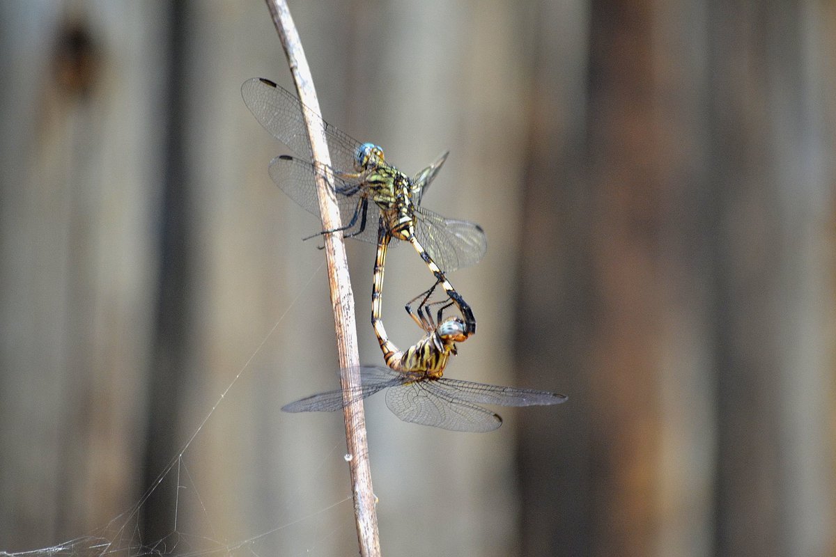 LOVE IS IN THE AIR
Mating mid-air could be considered a challenge, but dragonflies (Order Odonata) must have found a way to make it work since they have been around for 300 million years. Check out our Facebook page on how dragonflies mate. 
facebook.com/57832536884540…