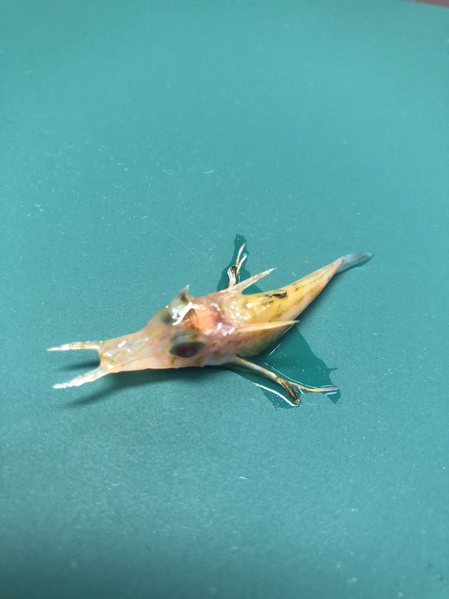 深海魚直送便 名前のわからない カッコいいエビ ハナナガソコホウボウ の赤ちゃん