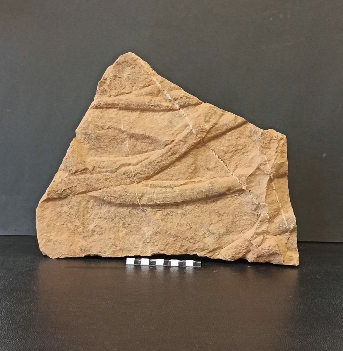 carboniamusei's tweet photo. Al #MuseoPAS è partita la fase due: il riordino dei #fossili del magazzino sulla base della tipologia, età 👴e sistematica generale, si procede poi con foto 📸e schedatura 🗄️!
#laculturanonsiferma #museichiusimuseiaperti #museichiusimanonfermi #SiMuC #Carbonia https://t.co/lrihdeKcHu