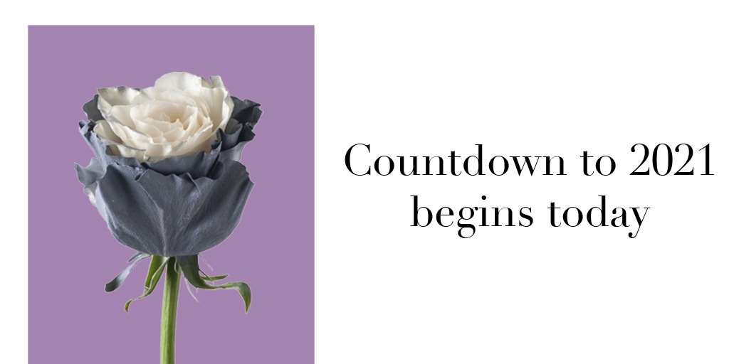 InBloomGroup's tweet photo. Today the countdown begins to welcome a new year.  #FarmFreshFlowers #FarmDirectFlowers https://t.co/bA1spwjqXL