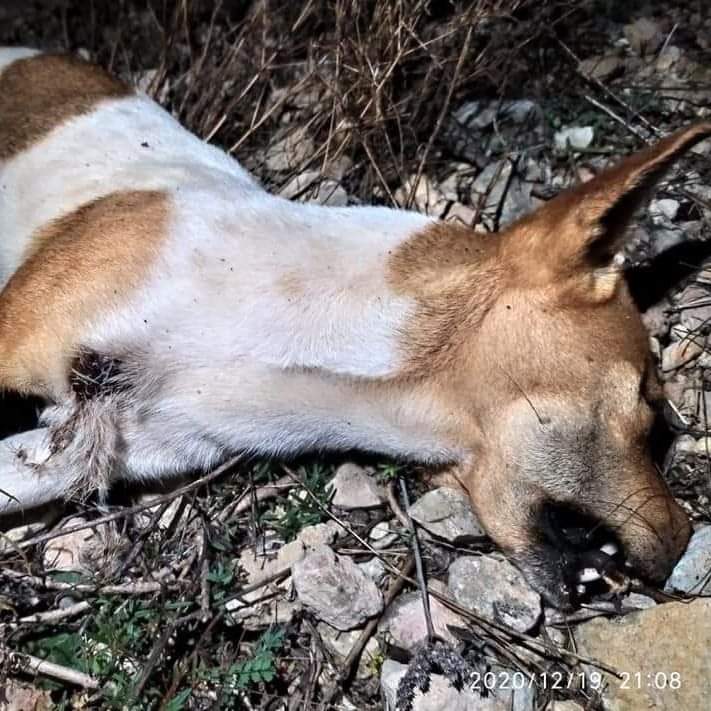 plataforma_NAC's tweet photo. [BENICARLÓ - CASTELLÓN]

La han llamado Esperanza y Huellas y Zarpas Benicarló piden justicia para ella.

Una podenquita que tuvo la mala suerte de convivir con unos cazadores o toparse con ellos.

#NoAlaCaza
#VictimasDeLaCaza
#LaVerdadDeLaCaza

Post ➡️ https://t.co/oneTssGk4j https://t.co/6ExQWlB0PW
