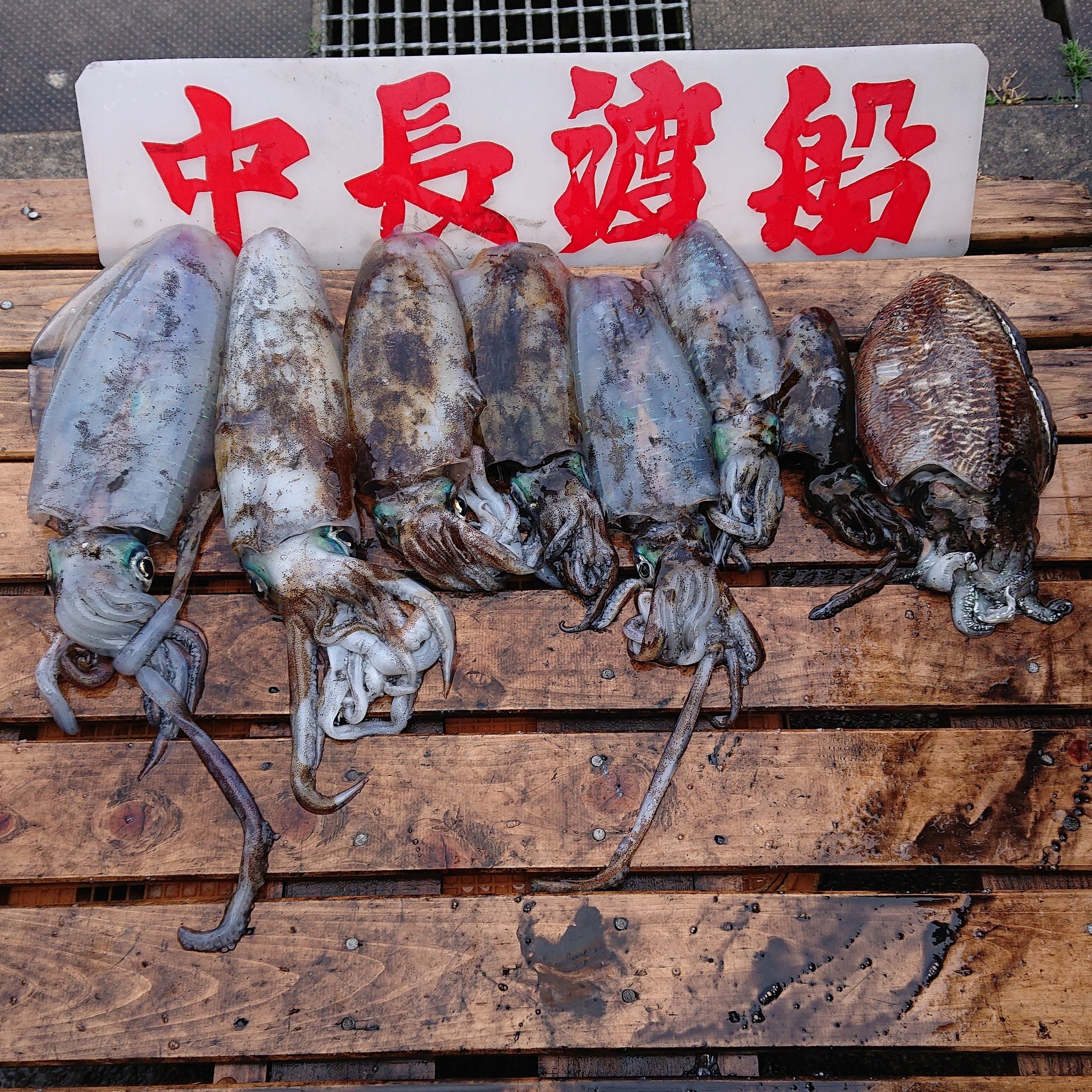 中野和憲 毎度ありがとうございます アオリイカ7ハイ Amp コウイカ アオリイカ好釣果連発ヒット アオリイカノリノリでした 明日も頑張りmax 中長渡船 中野和憲 和歌山衣奈港 尖って生きる スタートアップ 天賦の才能 人生の
