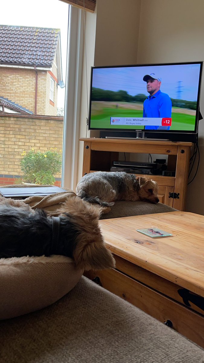 jakekelly16's tweet photo. @BillCooper18 Welcome to the dog club my friend, nothing beats them! https://t.co/POUVagAGt6