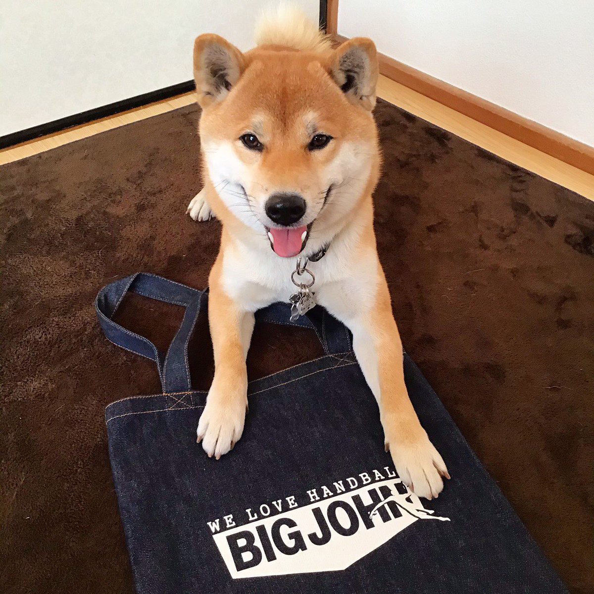 YanoSeven's tweet image. 今日はモデルっぽいな
散歩に行きたくてソワソワそわそわ

「さぁコレ持って散歩に連れてってくれてもイイよーん♪」って顔がこちらです（笑）

#岡山デニムトートバッグ
#ジャパンハンドメイド

あ、ワタシもお散歩に持って行きたいなーって思った方は @kiyo3sugimoto のツイートにコメントよろしくぅ