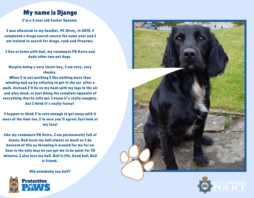 protectivepaws's tweet photo. Meet playful PD Django who is trained to sniff our firearms, drugs and cash when working with his Dad, PC Airey.  He also lives and works with PD Astra and my favourite game is playing ball with my Dad whenever we can! #Protectivepaws #dogs #policedogs #westyorkshirepolice https://t.co/6V60LTPEd0