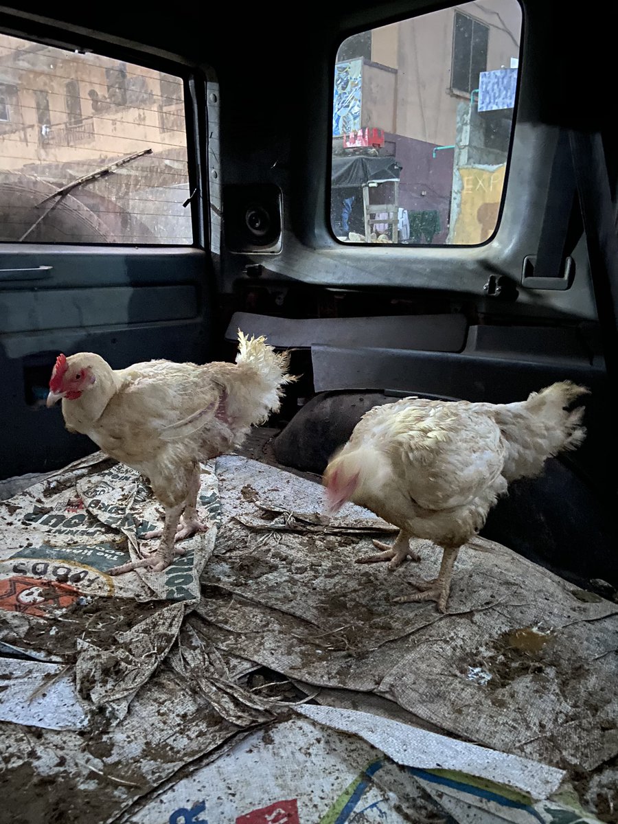 0204arms's tweet photo. Side Chick and Main Chick are the last to be delivered today! 🤞🏾

You can still hit us up before Jesus does his birthday o. 🐓 - #0204Farms #0204arms https://t.co/zl4lbUoCIt
