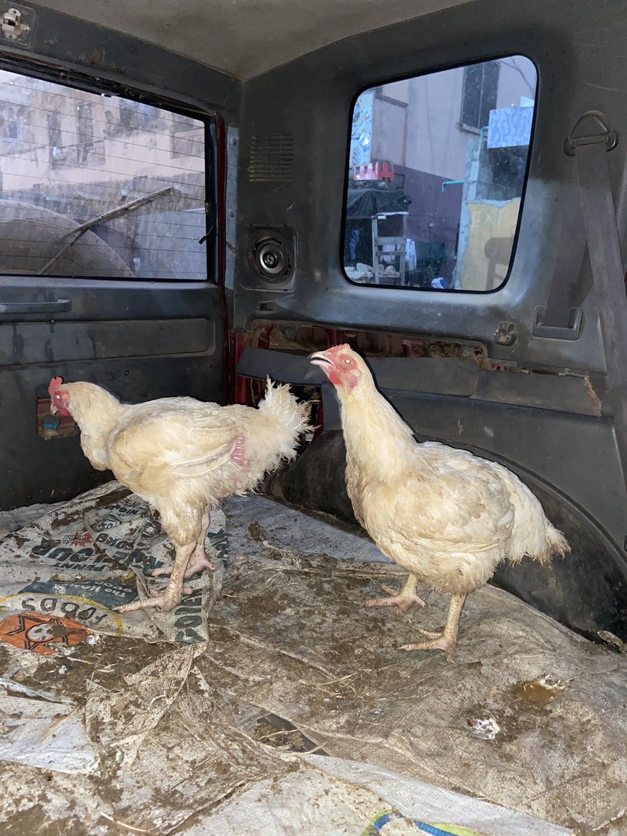 0204arms's tweet photo. Side Chick and Main Chick are the last to be delivered today! 🤞🏾

You can still hit us up before Jesus does his birthday o. 🐓 - #0204Farms #0204arms https://t.co/zl4lbUoCIt