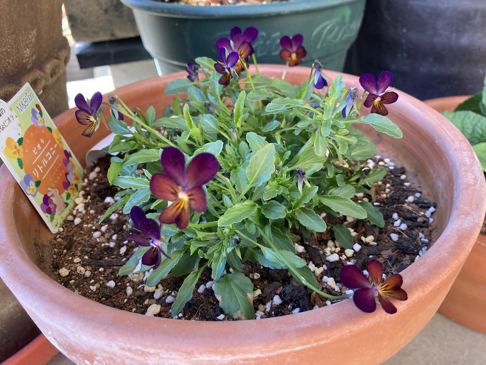 ちゃっぴー ビオラ 友からの夏越し宿根ビオラ ラブラドリカ 可愛い花が咲いてきました 極小輪ビオラ リトルコニー 夜空のムコウ 赤みのある濃い紫が印象的です ガーデニング 宿根ビオラ ラブラドリカ ビオラ リトルコニー T Co