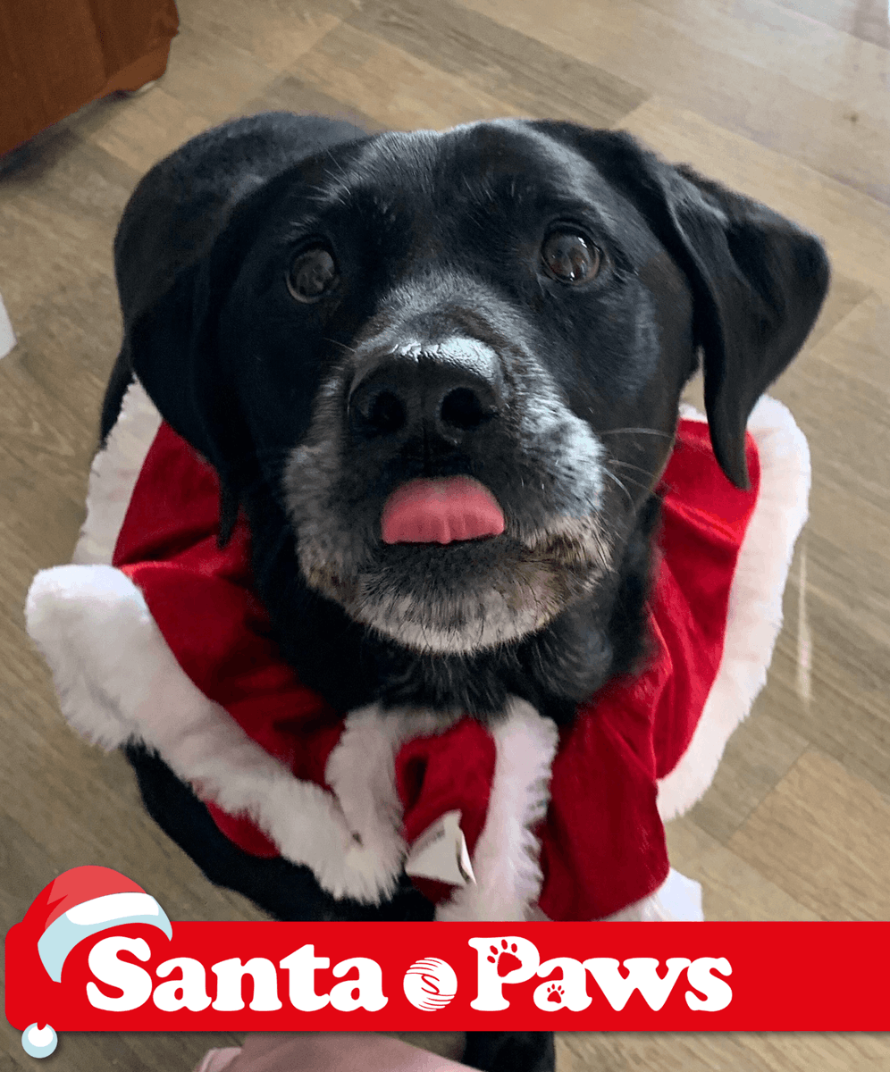 SenseScotland's tweet photo. Here's Jessie in her Christmas dressie! Jessie loves belly rubs, bits of turkey and Paws for Sense Scotland walks! Sign up here: https://t.co/xLA3N0r2tW #santapaws #pawsforsense #advetncalendar https://t.co/okvXvqqaZV
