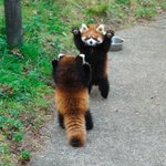 え…？威嚇なの？？レッサーパンダの威嚇が可愛すぎる!