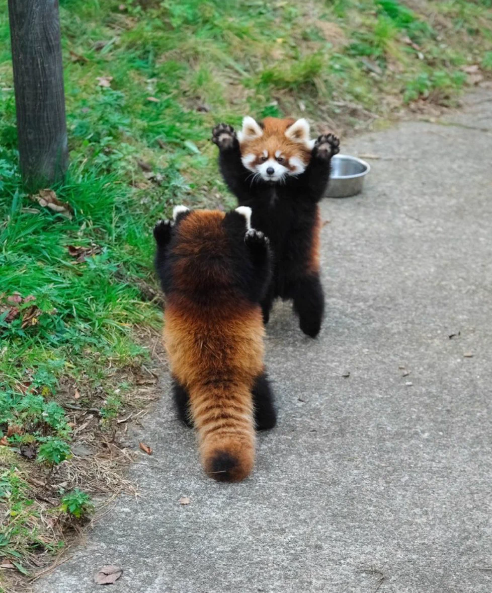 え…？威嚇なの？？レッサーパンダの威嚇が可愛すぎる！！