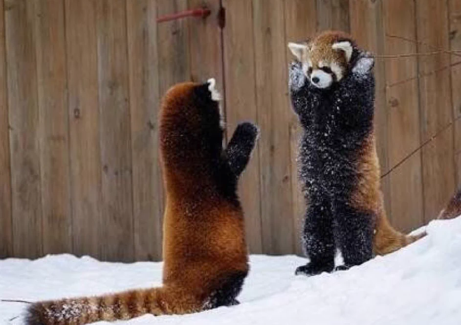 え…？威嚇なの？？レッサーパンダの威嚇が可愛すぎる！！