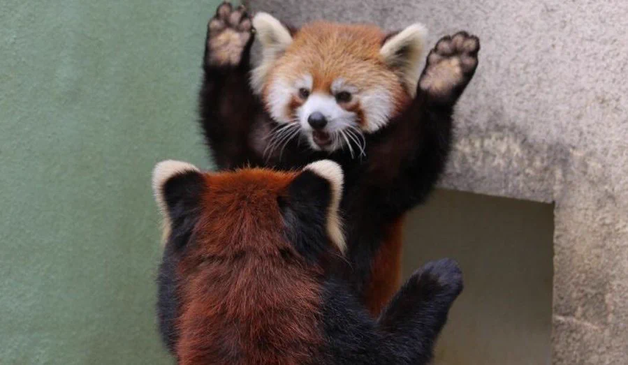 え…？威嚇なの？？レッサーパンダの威嚇が可愛すぎる！！