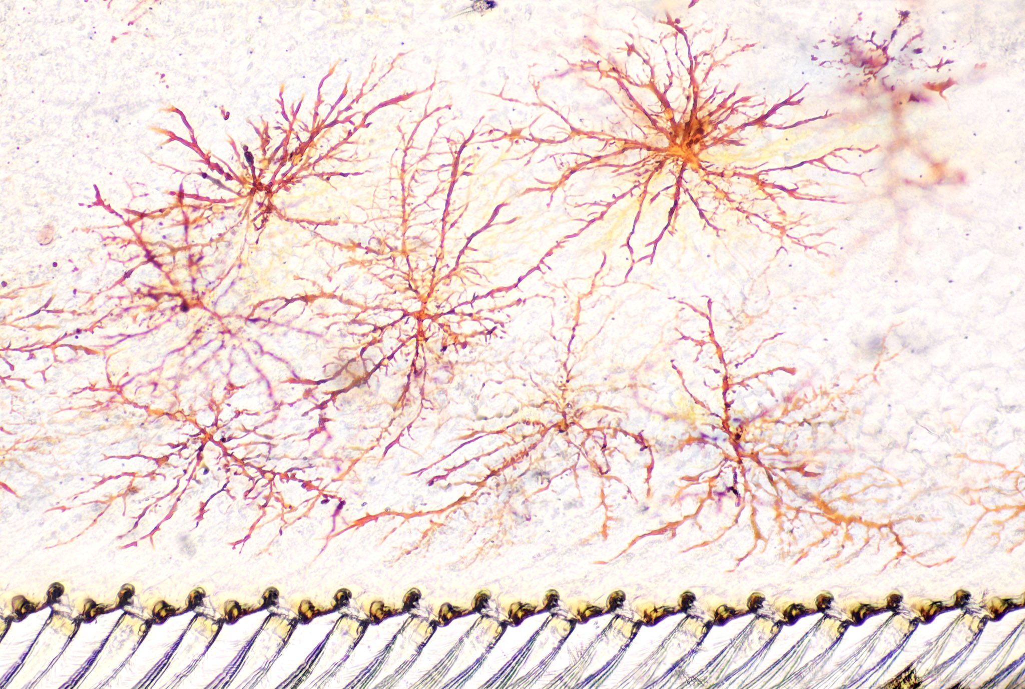 色素胞 Twitter Search Twitter