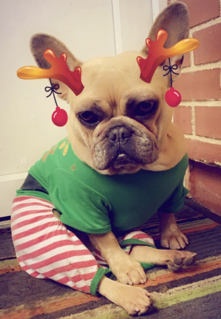 Just the most adorable frenchdeer here 😍🎅🏻🤪💖👌🏻 #IJUSTLOVEHERSOMUCH #ToCuteCoco #MyElf #love #Frenchdeer #frenchie #beauty #christmas #3sleeps #santa