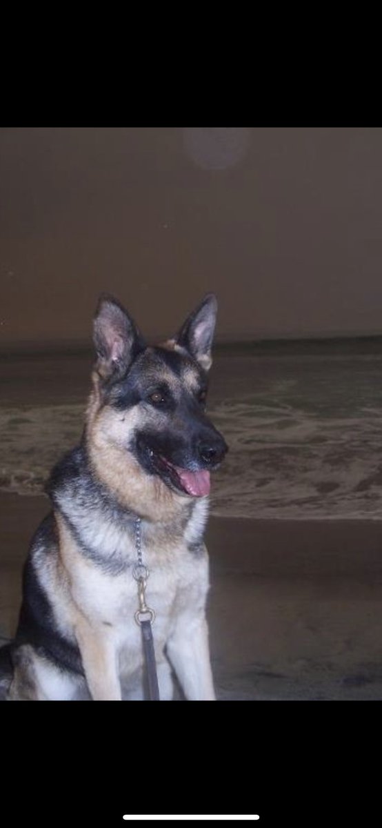 Megan Leavey tweet media