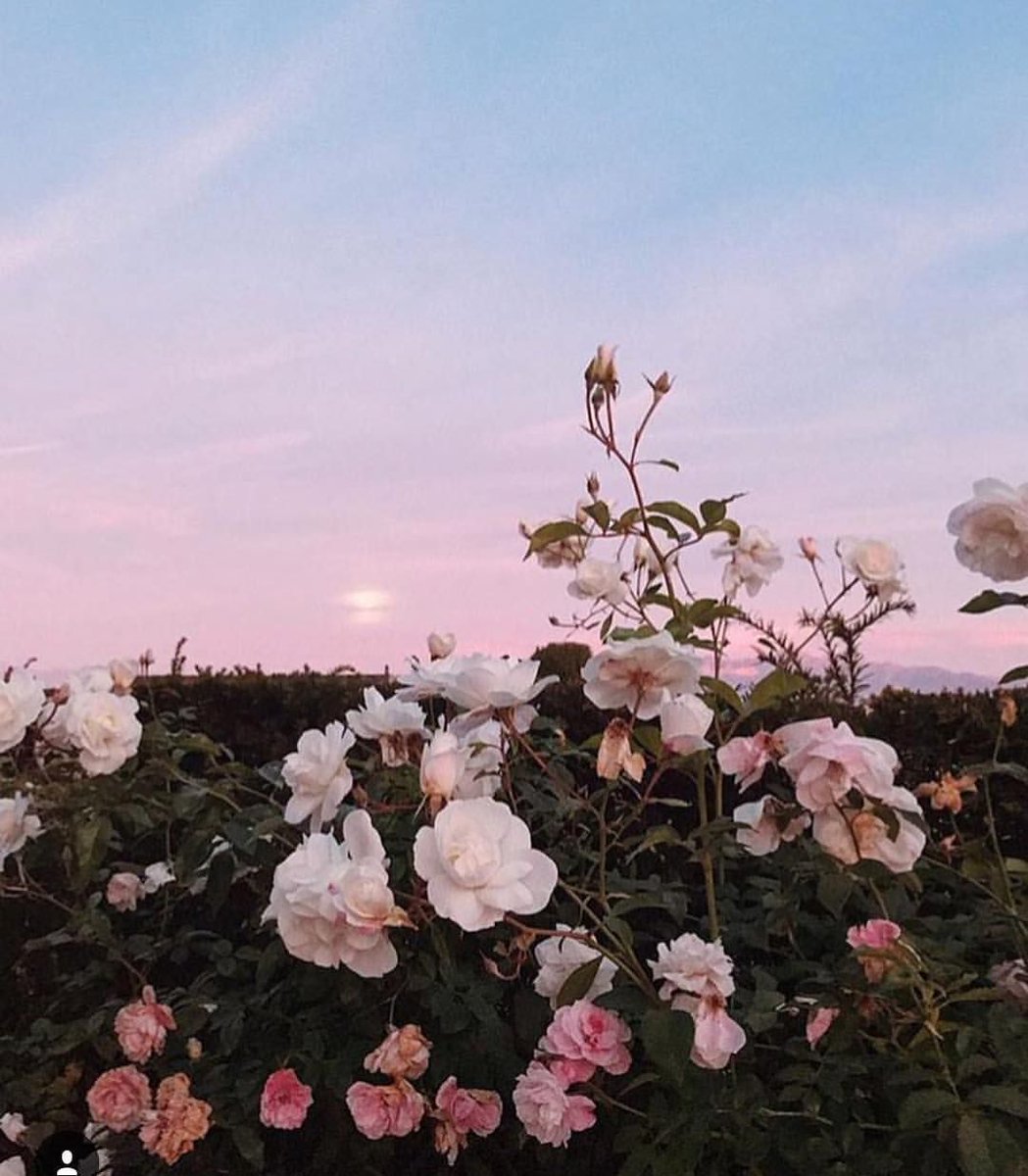 𝓡𝓮𝓲𝓷𝓪 𝓚𝓲𝓶 - 𝓙𝓲𝓱𝔂𝓾𝓷'𝓼 𝓶𝓸𝓽𝓱𝓮𝓻

𝙼𝚢𝚜𝚝𝚒𝚌 𝙼𝚎𝚜𝚜𝚎𝚗𝚐𝚎𝚛 𝚁𝙿

𝙽𝚘 𝚜𝚑𝚒𝚙𝚜

𝙷𝚎𝚊𝚍𝚌𝚊𝚗𝚘𝚗 𝚙𝚘𝚛𝚝𝚛𝚊𝚢𝚊𝚕

#MMRP #MysMesRP