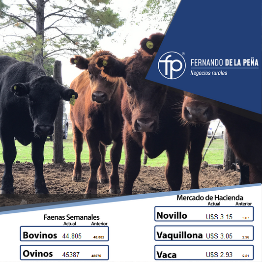 FPNegRurales's tweet photo. Buenos días a todos, continuamos informando los valores del #MercadoDeHacienda y #MercadoDeReposición en 🇺🇾 https://t.co/ASL8xbfbDz