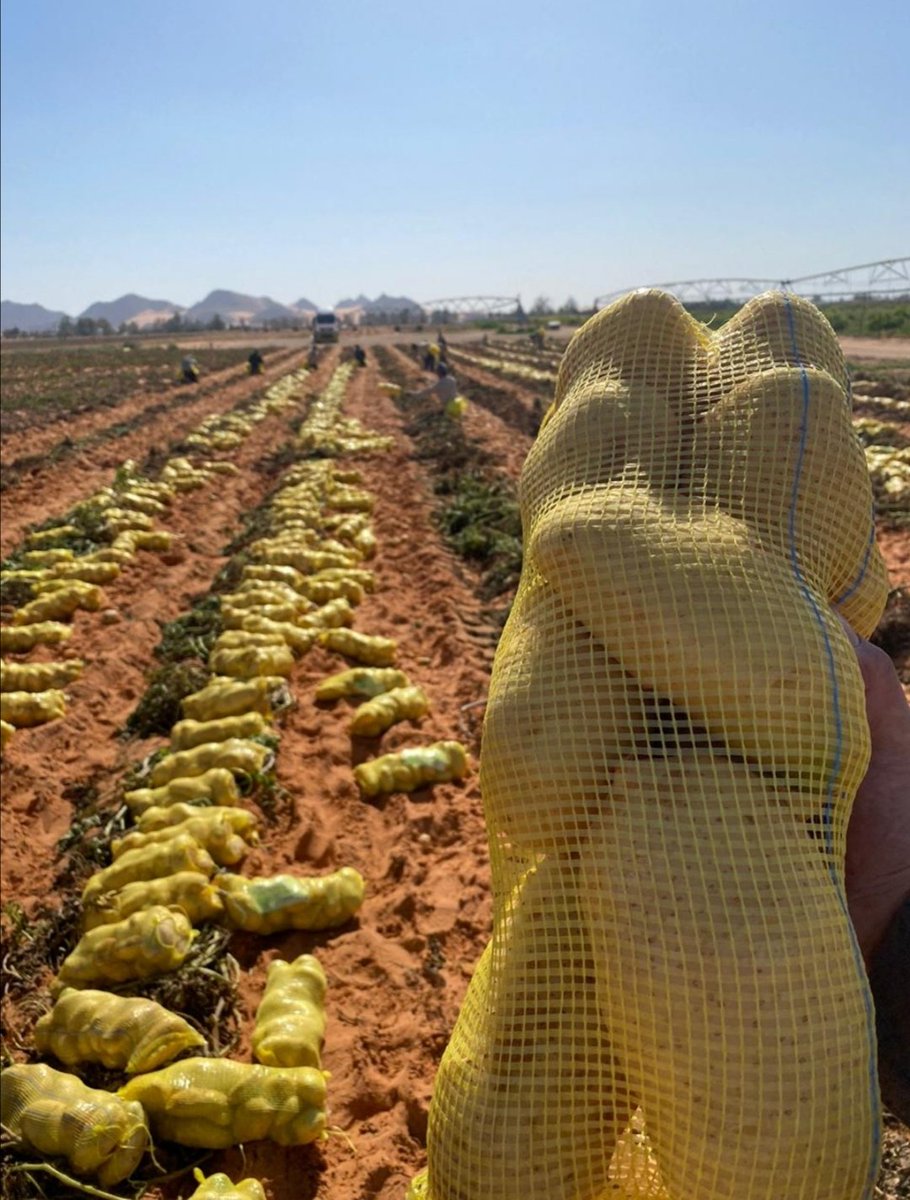 Potato harvest going well at our Arable Farms 
#altukhaim #feedtheworld #SaudiArabia #farms #potatoes