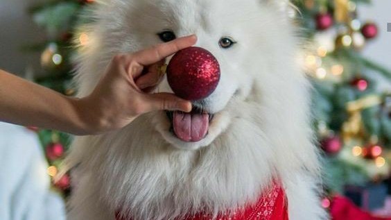 Bucks_Highways's tweet photo. It's a bit grey out there, with no #gritting needed in #Buckinghamshire today!
3 sleeps until Christmas, mince pies have become a daily diet staple and we're on first name terms with the parcel delivery driver...
#Pupdate #NoSaltNeeded #FestiveSimpleJoys https://t.co/2fLO2fVc1z