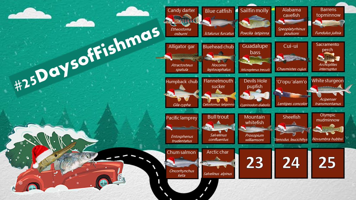 Today’s fish wouldn’t feel out of place at the North Pole! We begin the Northeastern US &  #GreatLakes leg of the  #Fishmas road trip by heading to far northern Maine to find a remnant subspecies of Arctic char (Salvelinus alpinus) called the blueback trout  #25DaysofFishmas