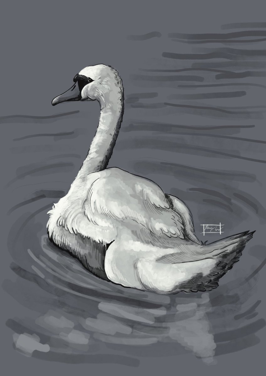 RyukiArtbook's tweet photo. With the lioness I followed in the footsteps of Aaron Blaise, so I thought it would be better also to make some sketches totally my own (of my photos). And I have so many pictures of swans ... 🤔
.
#swan #bird #sketch #sketchbook #animals #nature #wild #study #drawing #arte https://t.co/riCyhnLhqB