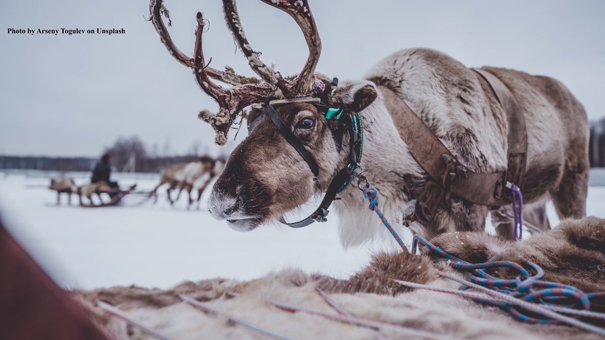 TheAnimalBlog1's tweet image. Fun fact: Santa's reindeer are females! Male reindeer drop their antlers in the autumn while female reindeer drop their antlers in the spring. #MerryChristmas #wildlife