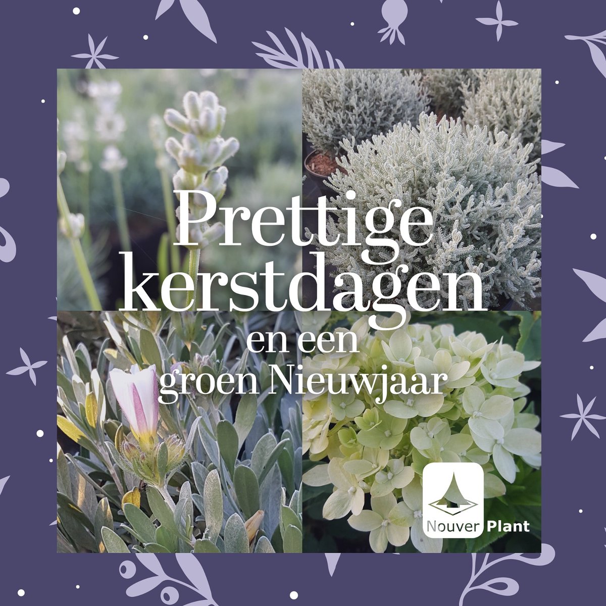 Nouverplant (@gerdanouws) on Twitter photo 