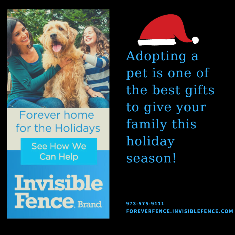InvisibleByFF's tweet photo. Welcoming a new pet before the end of the year? Call Emilio today to discuss our many indoor and outdoor solutions to keep your dog or cat safe, secure, and happy! Virtual consults available. #PetAdoption #CleartheShelters #Christmas #NewYear  #InvisibleFencebyForeverFence https://t.co/nQ7y5W4k93