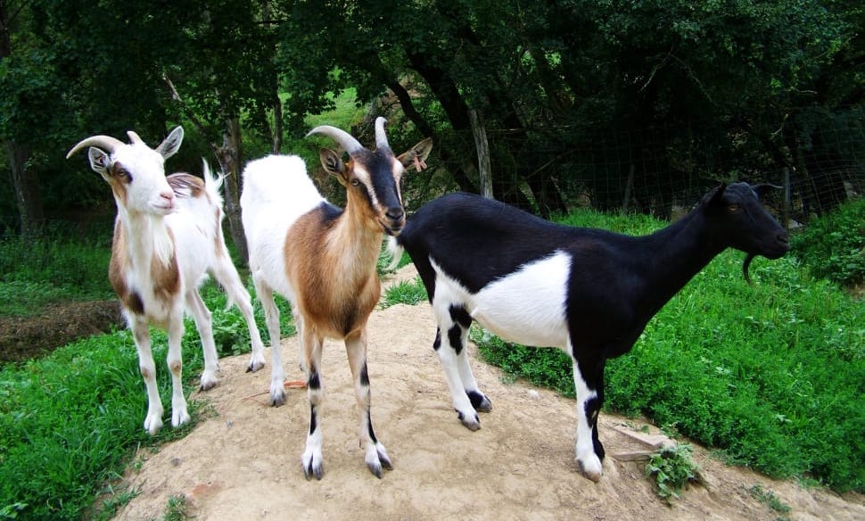 ▪️H E L P▪️

We heard these goats were playing the Toronto Ultra 100k together, but we don't speak goat so we don't know who is who. 

<a href="/TBE_Newbzz/">Falcons Newbz</a> <a href="/Tommey/">Tommey</a> <a href="/Almxnd_/">.</a>, get this bread today fellas.
