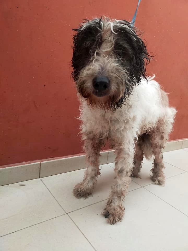 SosAbuelos1's tweet photo. #DEVUELTO 13 AÑOS DESPUÉS 😳
#ZIZOU (14 AÑITOS) TENERIFE
Lo devuelven porque tienen un niño pequeño y se han visto superados con tanta carga...
Vale que las circunstancias de la vida cambian.. pero esto.. nos vais a perdonar... no lo podemos comprender
En adopción
☎️ 673895015 https://t.co/zbqGYxvuKD